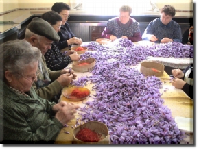 What is Saffron? What is Saffron?