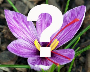 Can Spices Prevent Cancer? Can Spices Prevent Cancer?